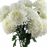 White Football Mums