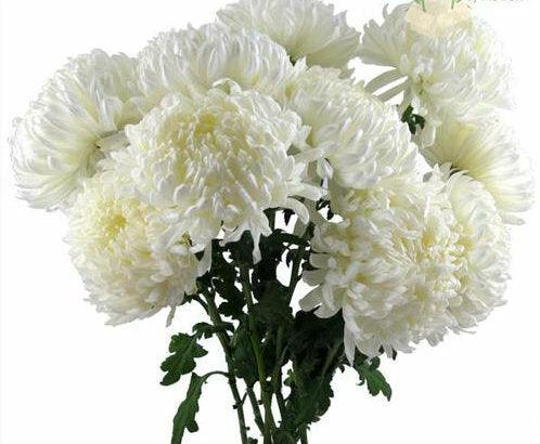 White Football Mums