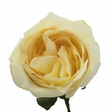 Load image into Gallery viewer, White Chocolate White Rose
