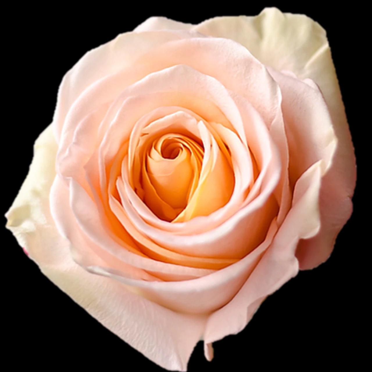 Mother's Day Mid Stem Peach Roses Wholesale - 48LongStems.com