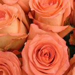 Imagination Peach Rose