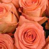 Imagination Peach Rose