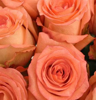 Imagination Peach Rose