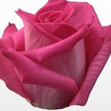 Topaz Dark Pink Rose