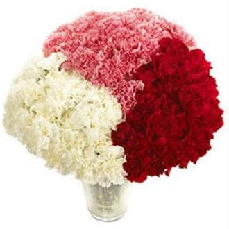 Valentine's Day Carnations