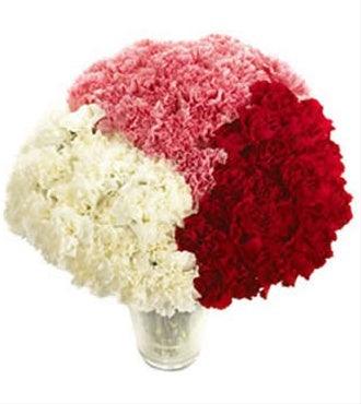 Valentine's Day Carnations
