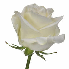 Load image into Gallery viewer, Polar Star White Rose
