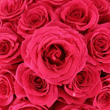 Queen Berry Hot Pink Rose