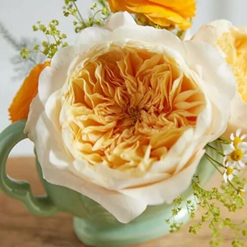 Effie David Austin Garden Roses Wholesale - 48LongStems.com