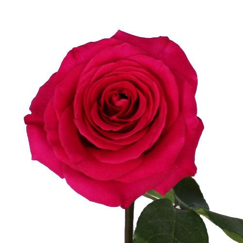 Pink Floyd Dark Pink Rose
