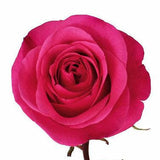 Hot Party Hot Pink Rose