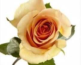 Azafran Peach Rose