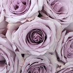Ocean Song Lavender Rose