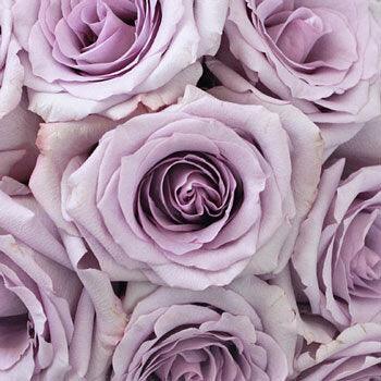 Ocean Song Lavender Rose