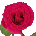 Queen Berry Hot Pink Rose