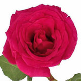 Queen Berry Hot Pink Rose