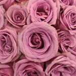 Blue Curiosa Lavender Rose