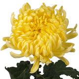 Yellow Football Mum
