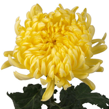 Yellow Football Mum