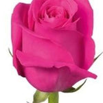 Pink Floyd Hot Pink Rose