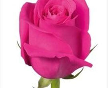 Load image into Gallery viewer, Pink Floyd Hot Pink Rose
