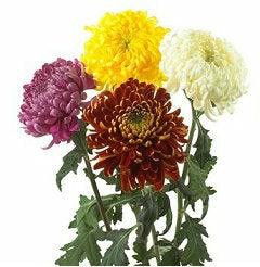 Assorted Football Mums - 48LongStems.com