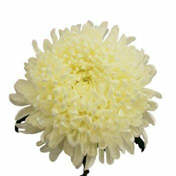 White Football Mum