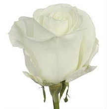 Load image into Gallery viewer, Mid Stem White Roses
