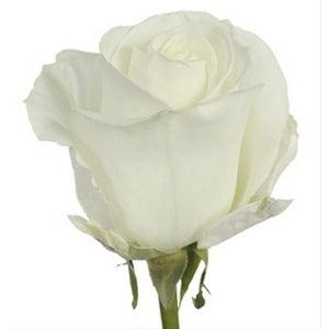 Mid Stem White Roses