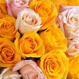 Standard Assorted Roses