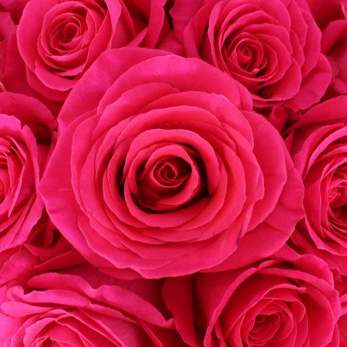 Pink Floyd Dark Pink Rose