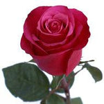 Cherry O! Dark Pink Rose