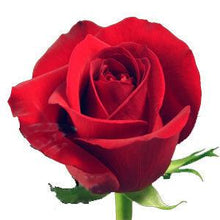 Load image into Gallery viewer, Mid Stem Red Roses
