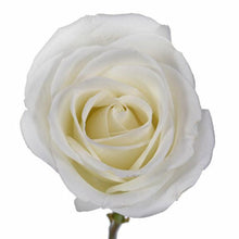 Load image into Gallery viewer, Tibet White Rose
