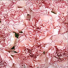 Load image into Gallery viewer, Bicolor White Purple Carnations
