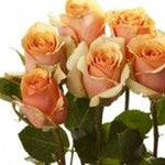Azafran Peach Rose