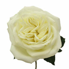 Load image into Gallery viewer, Polo White Roses
