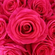 Pink Floyd Dark Pink Rose