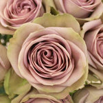 Amnesia Lavender Rose