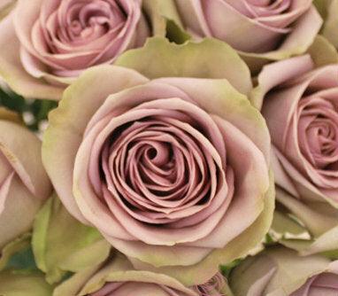 Amnesia Lavender Rose