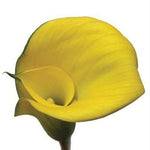 Standard Yellow Calla Lilies - Wholesale - 48LongStems.com