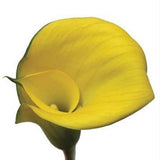 Standard Yellow Calla Lilies - Wholesale - 48LongStems.com