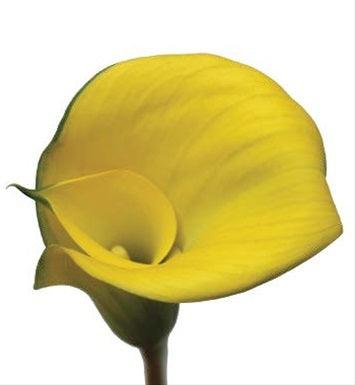 Standard Yellow Calla Lilies - Wholesale - 48LongStems.com