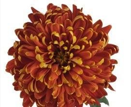 Bronze Football Mums - 48LongStems.com