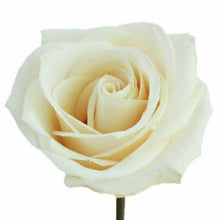 Load image into Gallery viewer, Vendela White/Cream Rose
