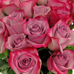 Deep Purple Lavender Rose