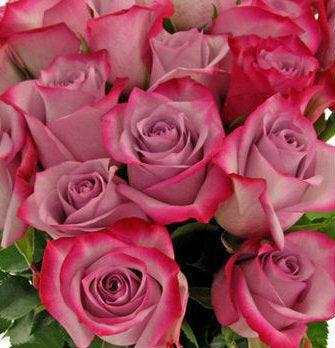 Deep Purple Lavender Rose