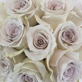 Early Grey Lavender Rose