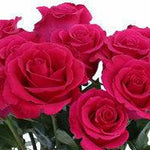 Hot Lady Hot Pink Rose