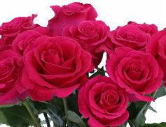 Hot Lady Hot Pink Rose